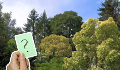 Dijaki in šole - kviz: Odkrij svoje drevo